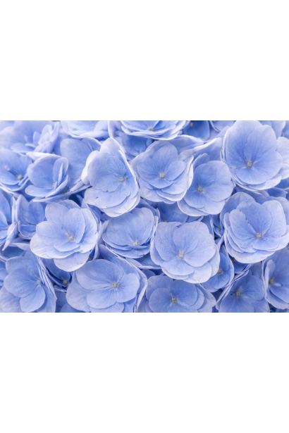 Гортензія Флорентіна Блю